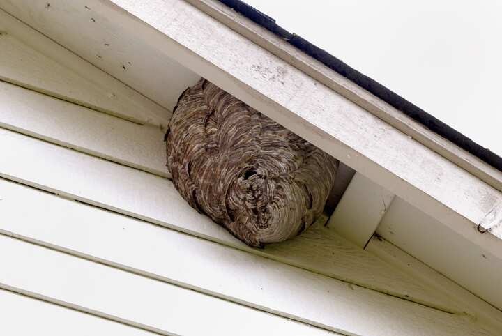 rockville pest control